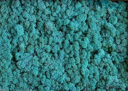 Licheni Verde pacific 250 grame [1]