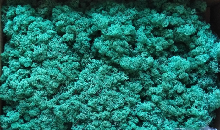 Licheni Verde pacific [1]