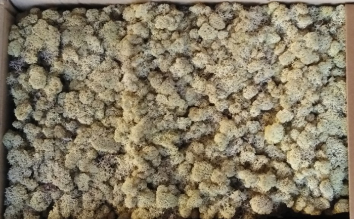 Licheni White Natur [1]