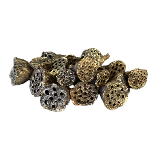 Lotus festiv 3 cm [1]