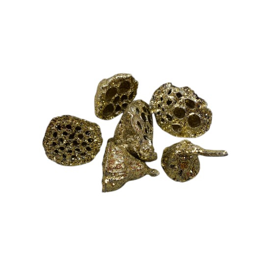 Lotus festiv 5 cm [1]