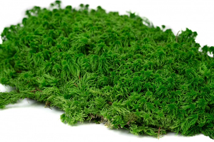 Muschi plat sphagnum [2]