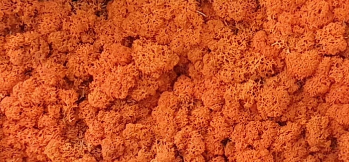 Licheni Orange [1]