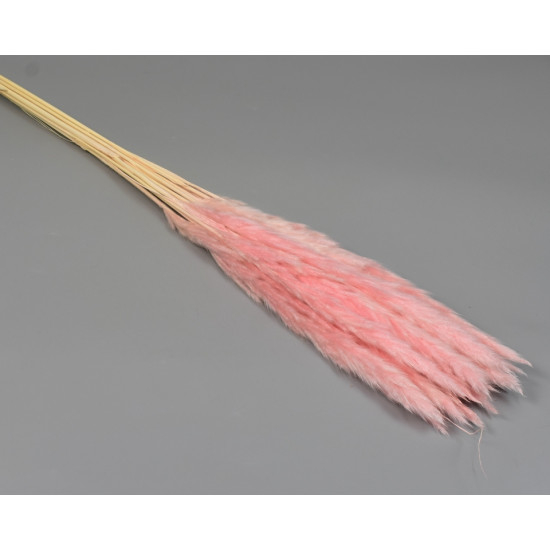 pampas uscat [2]