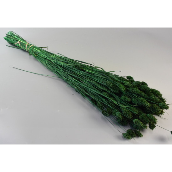 Phalaris [4]