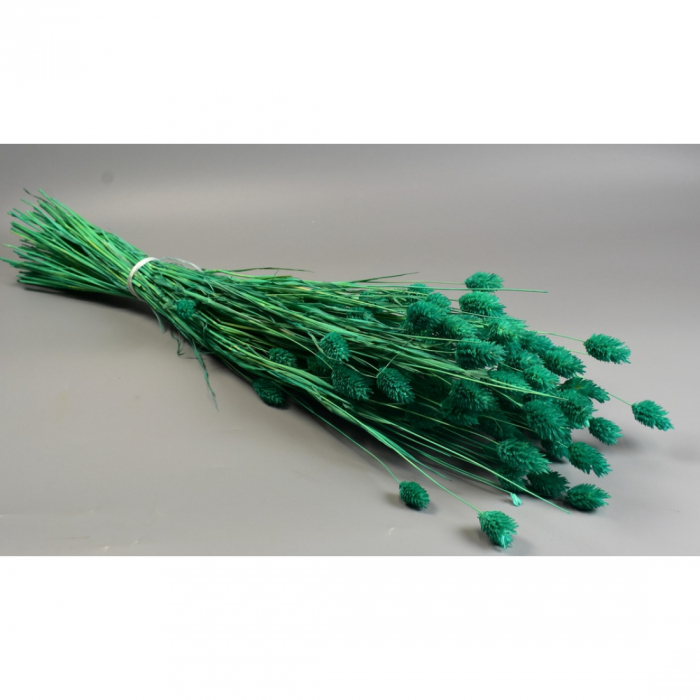 Phalaris [2]