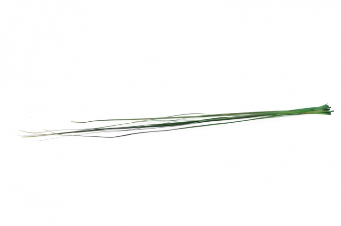 Bear grass [2]