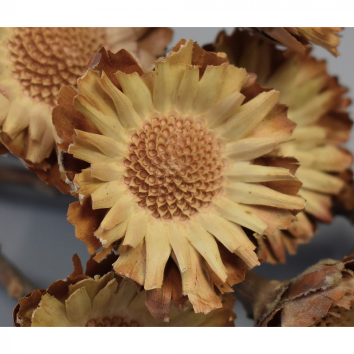 Protea Margareta Natur [2]