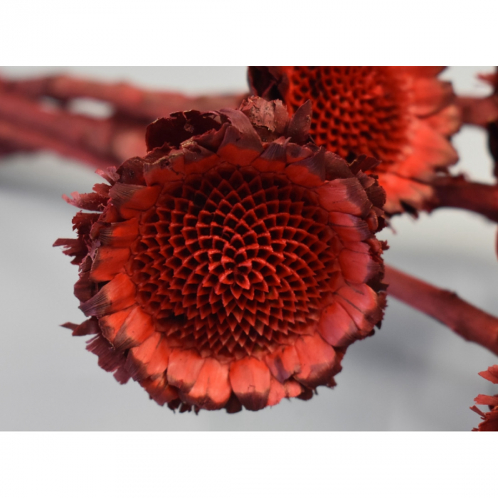 Protea Margareta Rosu [2]