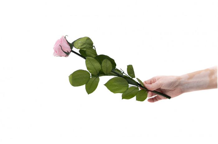 Trandafir criogenat cu tija 30cm roz [2]