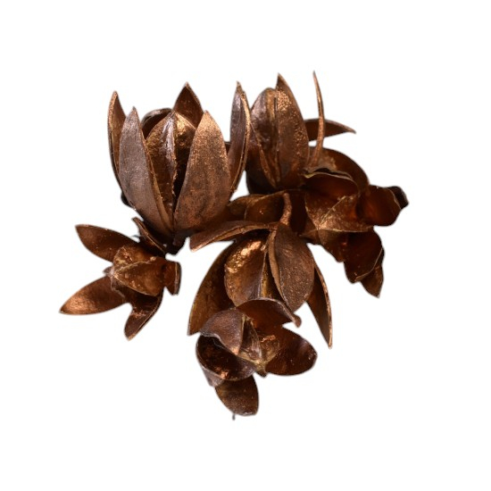 Wild lily festiv [1]