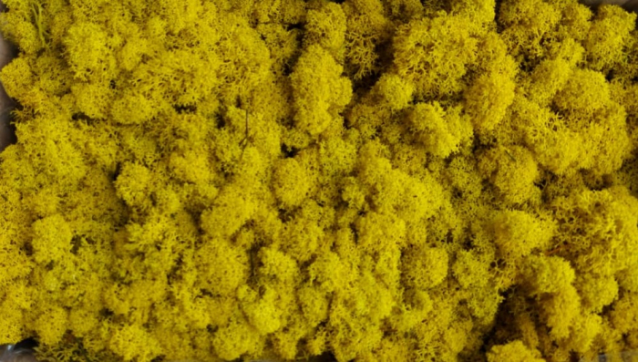 Licheni Yellow Polar [1]