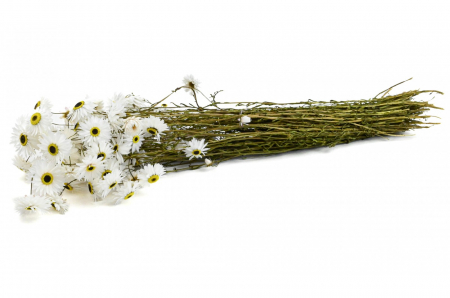 Plante uscate mari - Acroclinium uscat alb