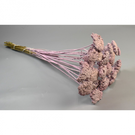 Achillea [1]
