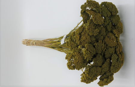 Plante uscate mari - Achillea