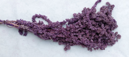 Plante uscate - Amaranthus