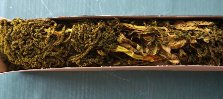 Plante uscate - Amaranthus HU