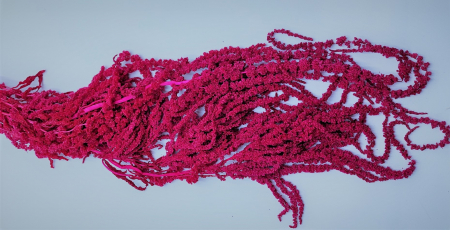 Plante uscate - Amaranthus stabilizat