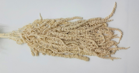 Plante stabilizate - Amaranthus stabilizat