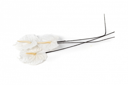 Trandafiri criogenati - Anthurium criogenat