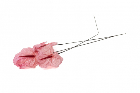 Trandafiri criogenati - Anthurium criogenat