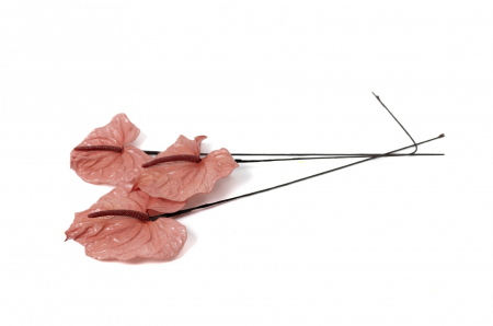 Trandafiri criogenati - Anthurium criogenat