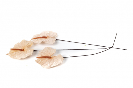 Trandafiri criogenati - Anthurium criogenat