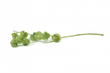 Trandafiri criogenati - Physalis Criogenat Verde