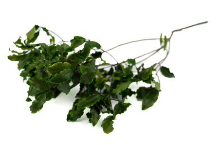 Plante & frunze - Pittosporum