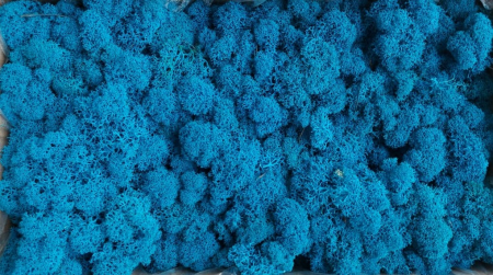 Licheni premium Polar - Licheni Blue Polar
