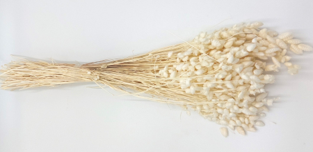 Plante uscate mari - Briza