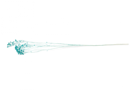 Broom bloom [1]