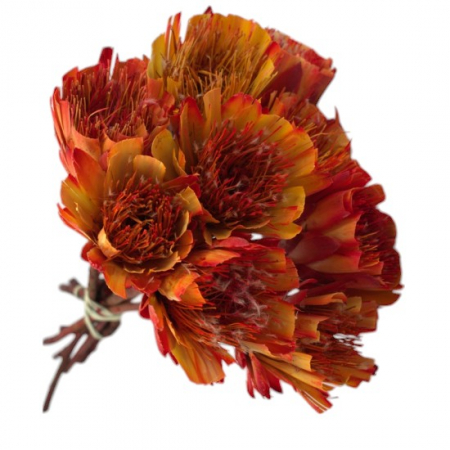 Plante uscate mari - Buchet protea