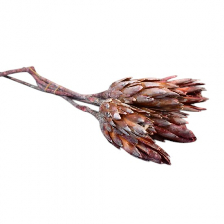 Plante uscate mari - Buchet protea inzapezit