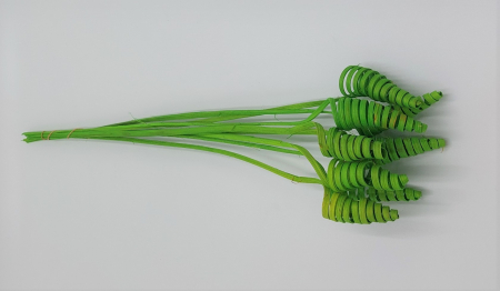 Plante uscate mari - Cane cone mare