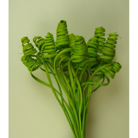 Cane cone mini [1]