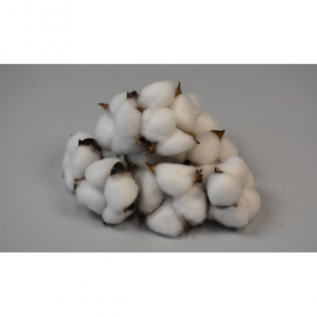 Plante uscate - Cap Floare Bumbac Alb