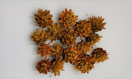 Plante uscate mici - plomosum