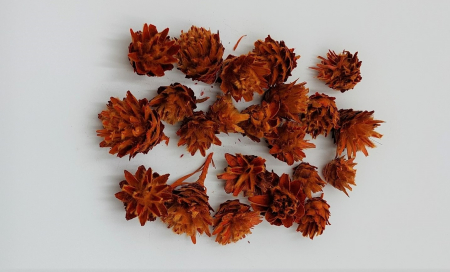 Plante uscate mici - plomosum