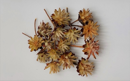 Plante uscate mici - Capete Plumosum cu coada
