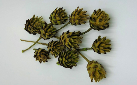 Plante uscate - Capete Plumosum cu coada