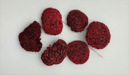 Plante uscate mici - Ciuperca Bran
