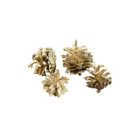 Plante uscate si conuri - Conuri brad aurii