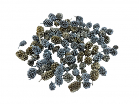 Conuri Casuariana festiv [3]