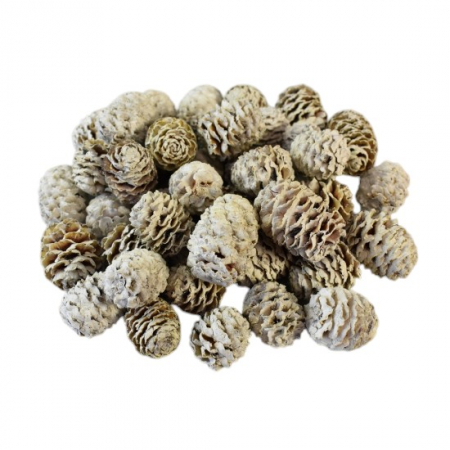 Conuri Meridianum albite [1]