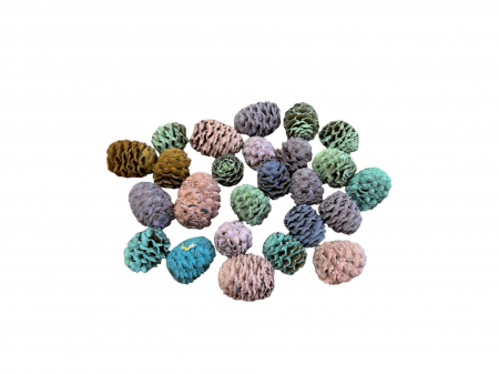 Conuri Meridianum mix