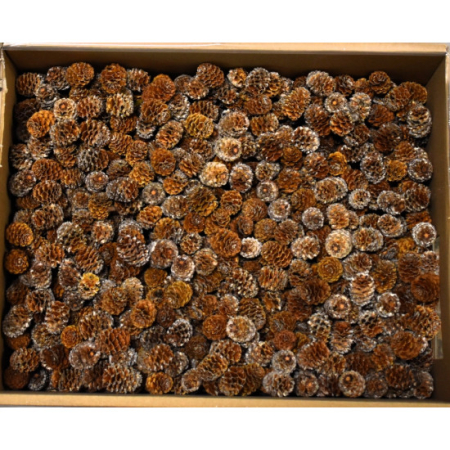 Plante uscate si conuri - Conuri Meridianum natur