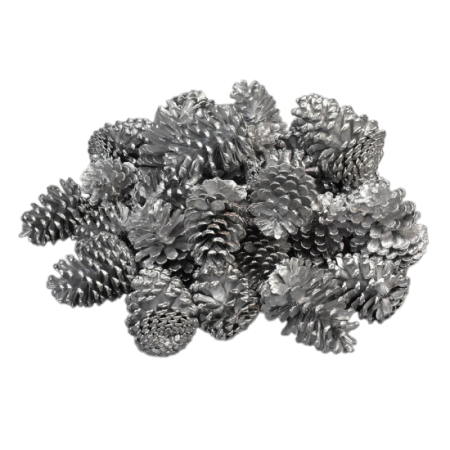 Plante uscate si conuri - Conuri pin argintii