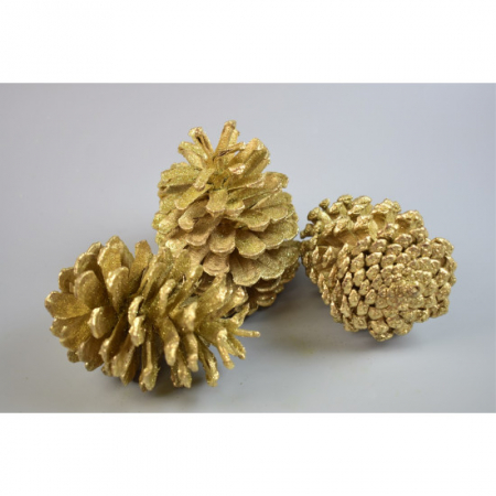 Plante uscate - Conuri pin mici albite