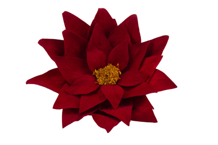 Trandafiri criogenati - Craciunita  Stabilizata